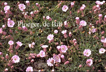 Silene uniflora 'Rosea' (72785)