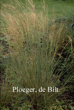 Stipa capillata (72822)