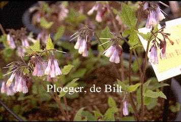 Symphytum grandiflorum 'Wisley Blue'