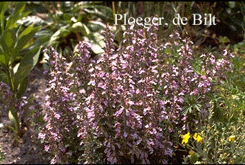 Teucrium chamaedrys 'Nanum' (72840)