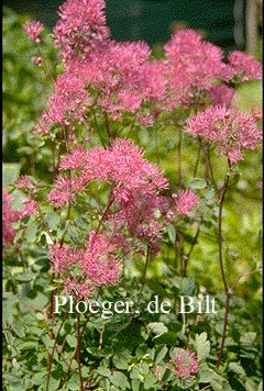 Thalictrum aquilegifolium 'Thundercloud'
