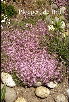 Thymus praecox pseudolanuginosus (72866)