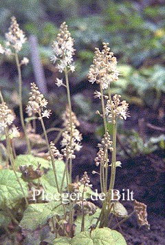 Tiarella cordifolia 'Moorgruen' (72870)