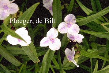 Tradescantia andersoniana 'Osprey' (72879)