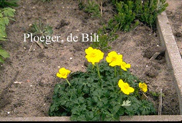 Trollius pumilus