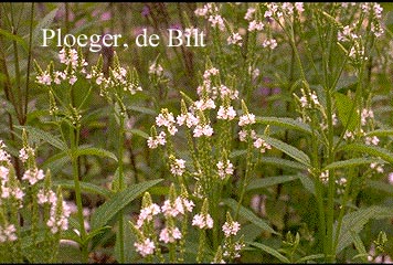 Verbena hastata 'Alba'