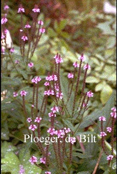 Verbena hastata 'Rosea' (72924)