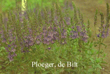 Veronica austriaca 'Shirley Blue'