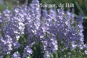 Veronica prostrata