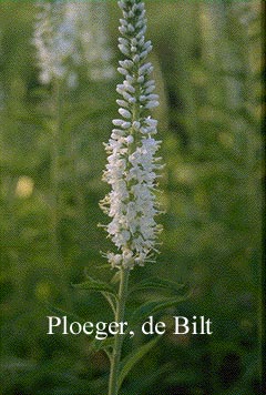 Veronica spicata 'Alba'