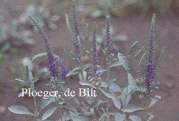 Veronica spicata ssp. incana