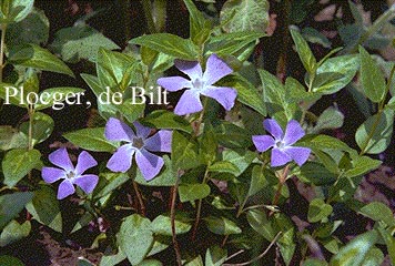 Vinca major 'Reticulatum'