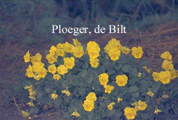 Viola 'Bullion'