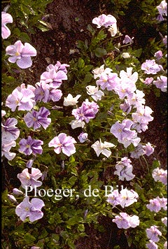 Viola 'John Wallmark'