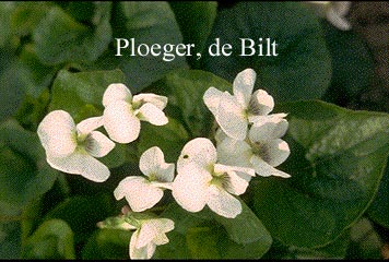 Viola sororia 'Albiflora'
