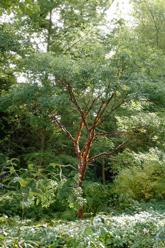Acer griseum