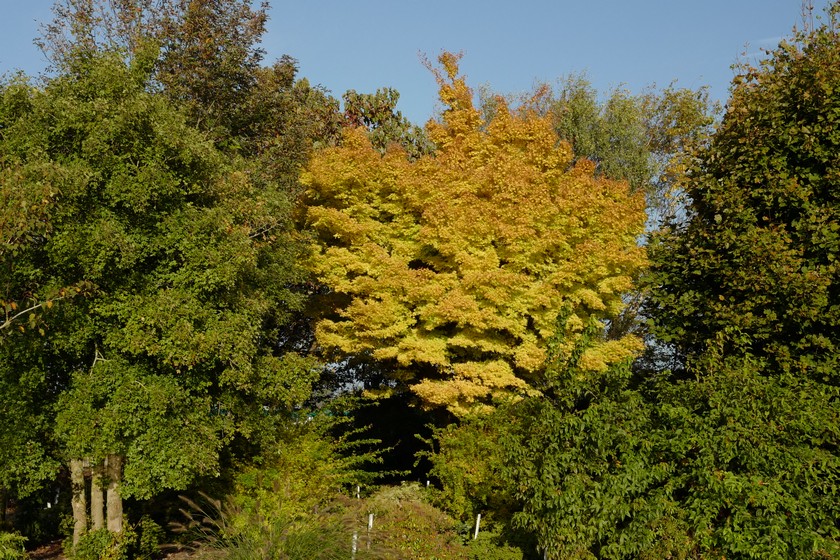 Acer palmatum 'Sango-kaku'