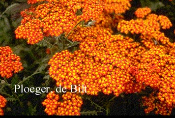 Achillea 'Feuerland'