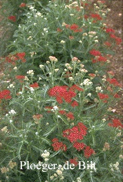 Achillea millefolium 'Summerwine' (73015)