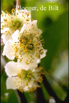Actinidia deliciosa 'Atlas' (73020)