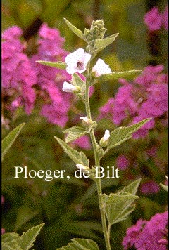 Althaea officinalis 'Romney Marsh' (73043)