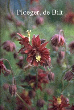 Aquilegia vulgaris 'Ruby Port' (73062)