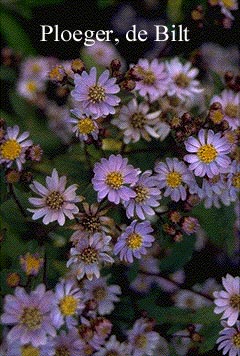 Aster ageratoides 'Harry Schmidt' (73080)