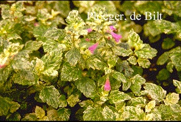 Calamintha grandiflora 'Variegata' (73187)