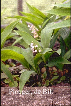 Convallaria majalis 'Rosea'