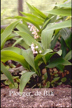 Convallaria majalis 'Rosea' (73364)