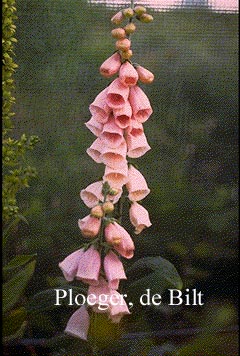 Digitalis purpurea 'Sutton's Apricot'