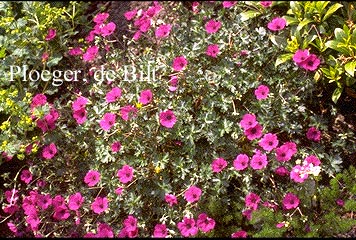 Geranium cinereum 'Giuseppii'