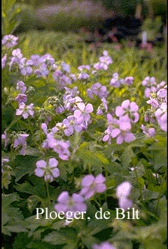 Geranium maculatum 'Chatto' (73592)