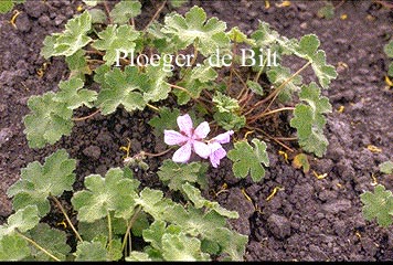 Geranium renardii 'Tcschelda'