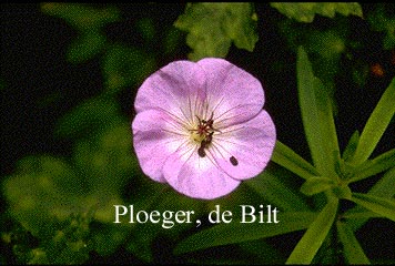 Geranium wallichianum 'Buxton's Variety'