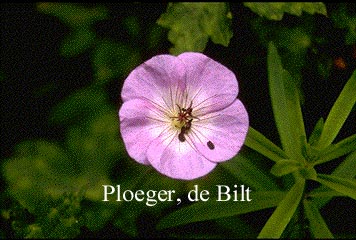 Geranium wallichianum 'Buxton's Variety' (73604)