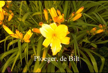 Hemerocallis 'Mary Todd' (73683)