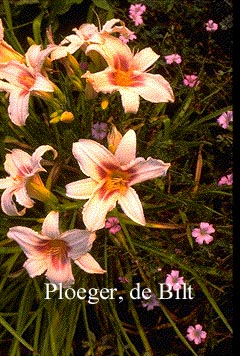 Hemerocallis 'Pink Charm' (73687)