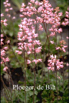 Heuchera brizoides 'Jubilee' (73694)