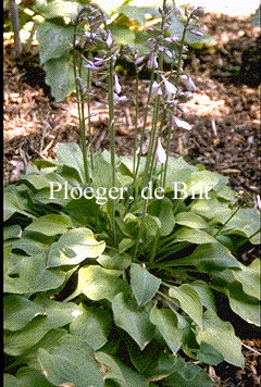 Hosta 'Birchwood Parkys Gold' (73706)