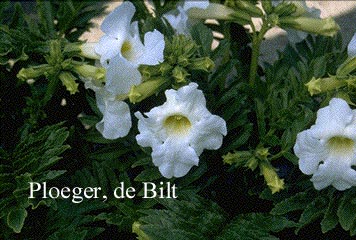 Incarvillea delavayi 'Snowtop' (73738)