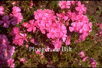 Phlox paniculata 'Barnwell'
