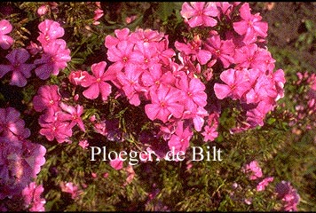 Phlox paniculata 'Barnwell' (73845)