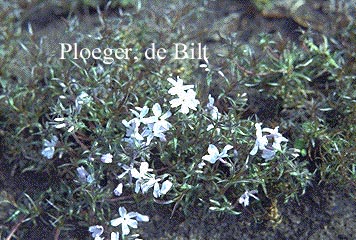 Phlox subulata 'G.F. Wilson' (73868)