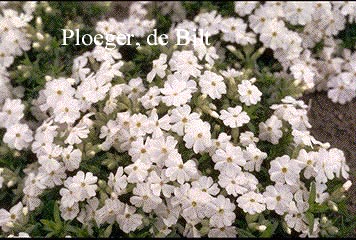 Phlox subulata 'Maischnee'