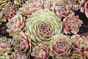 Sempervivum 'Granat' (73894)