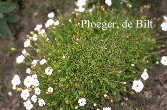 Silene alpestris