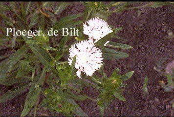 Stokesia laevis 'Alba' (73930)