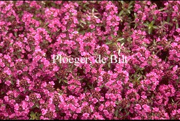 Thymus praecox 'Purple Beauty' (73939)