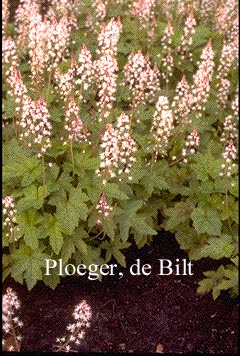Tiarella cordifolia 'Oakleaf'